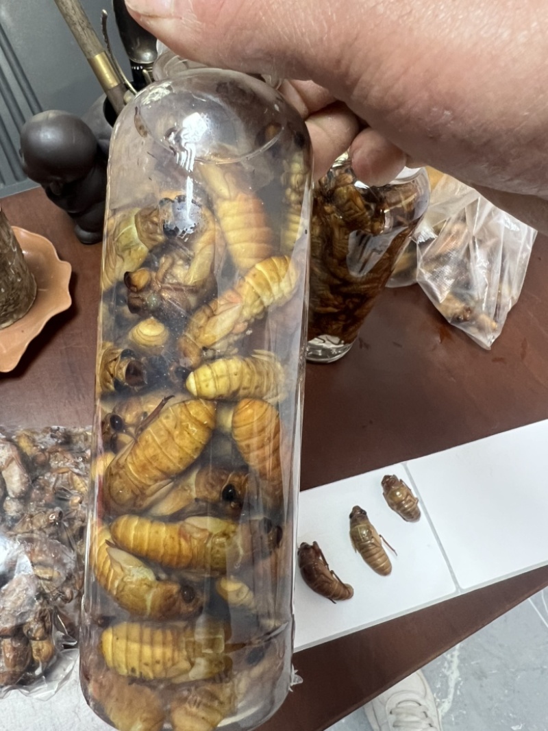 小金蝉，现货，可以加工，量大来谈
