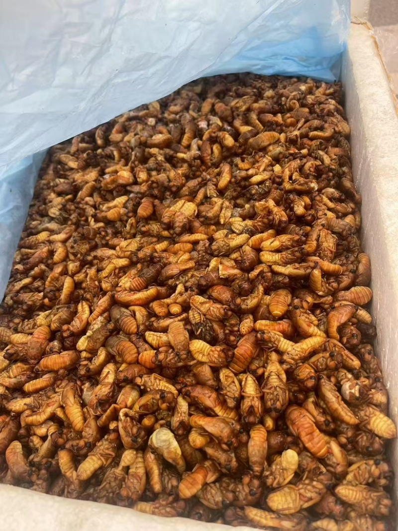 小金蝉，现货，可以加工，量大来谈