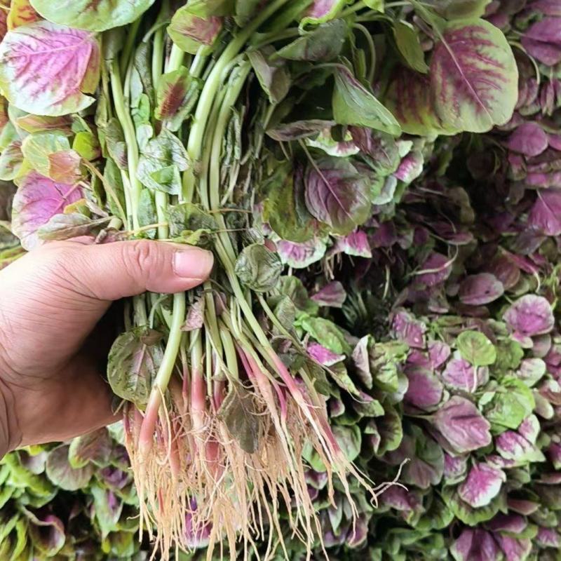 湖北枝江汉菜苋菜，一手货源，电商供应，一件代发