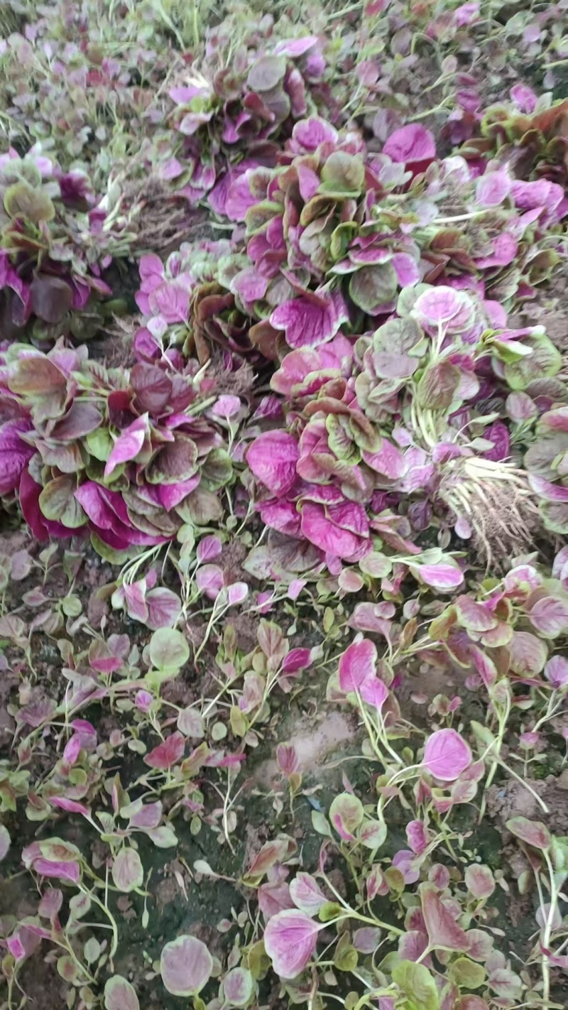湖北枝江汉菜苋菜，一手货源，电商供应，一件代发