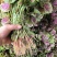 湖北枝江汉菜苋菜，一手货源，电商供应，一件代发