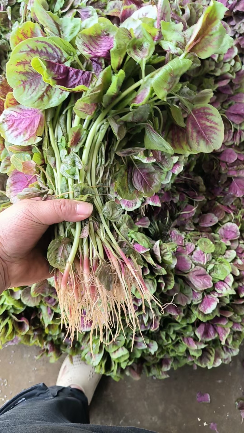 湖北枝江汉菜苋菜，一手货源，电商供应，一件代发