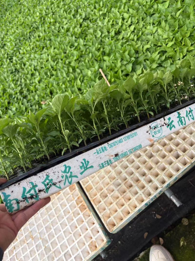 涮涮辣（魔鬼辣），辣椒苗出售