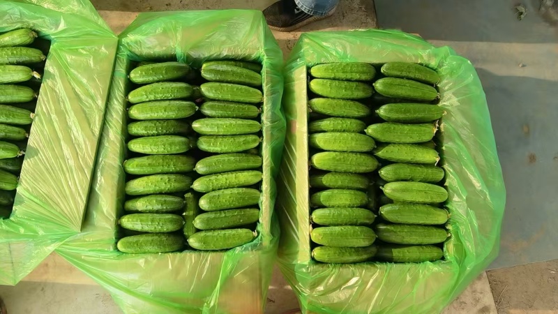 湖北本地水果黄瓜，条形好，质量好，一手货源，快递代发