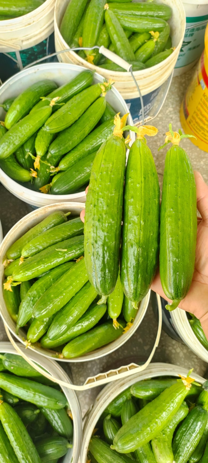 湖北本地水果黄瓜，条形好，质量好，一手货源，快递代发