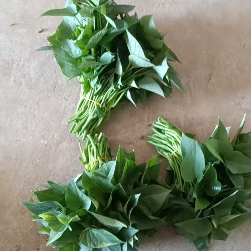 苕叶子，番薯叶子，新鲜现摘，一手货源，电商快递代发