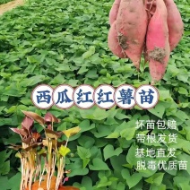 西瓜红红薯苗优质脱毒大型红薯苗育苗基地成活率高