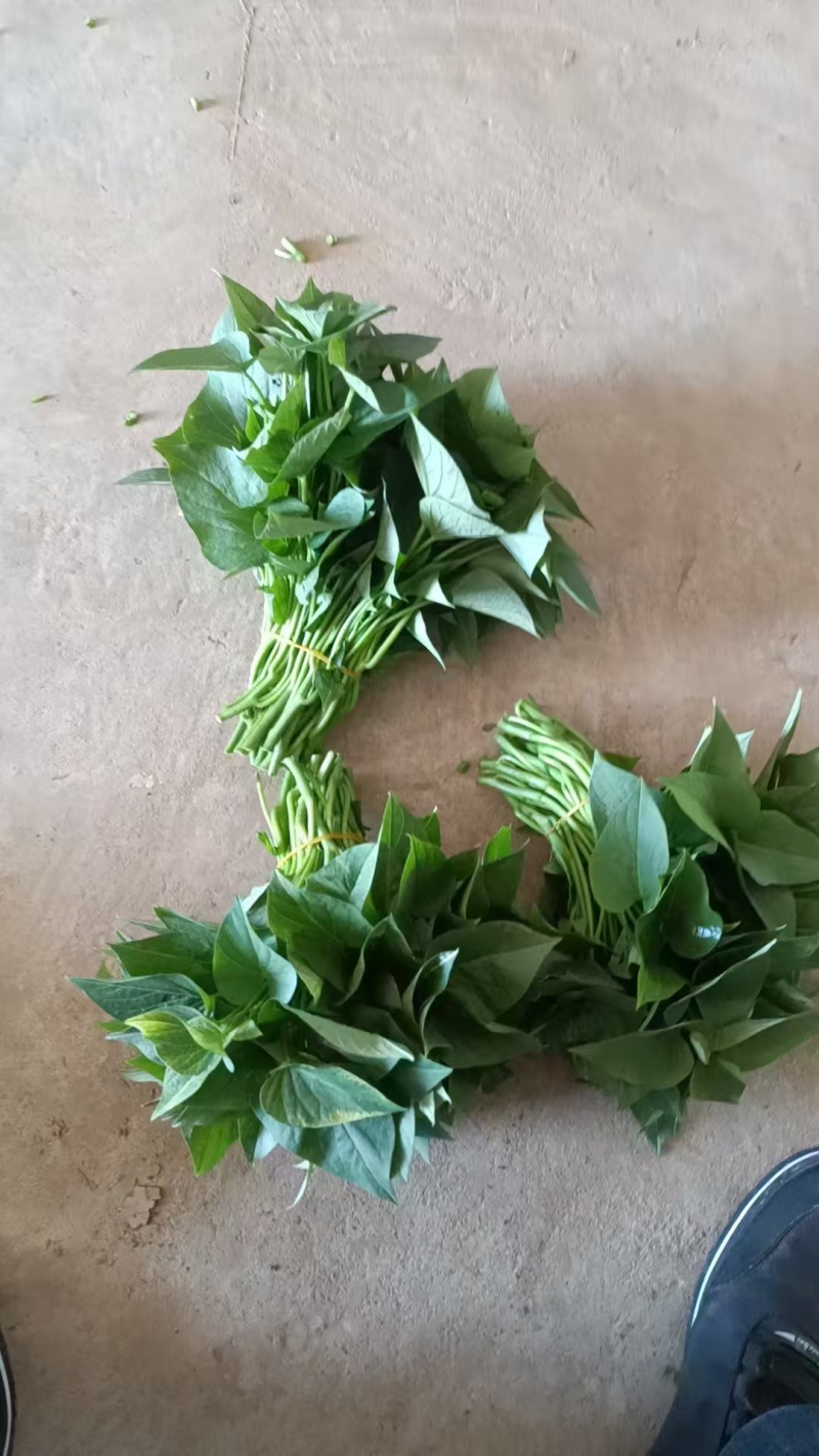 苕叶子，番薯叶子，新鲜现摘，一手货源，电商快递代发
