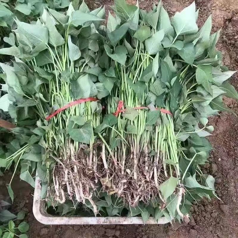西瓜红红薯苗优质脱毒大型红薯苗育苗基地成活率高