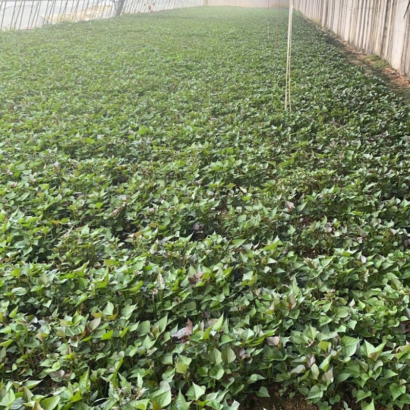 西瓜红红薯苗优质脱毒大型红薯苗育苗基地成活率高