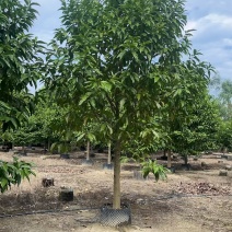 精品白玉兰基地批发货源充足量大从优诚信经营欢迎咨询