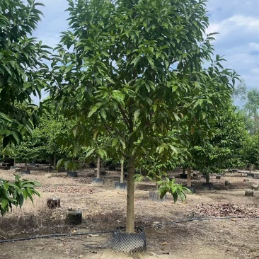 精品白玉兰基地批发货源充足量大从优诚信经营欢迎咨询