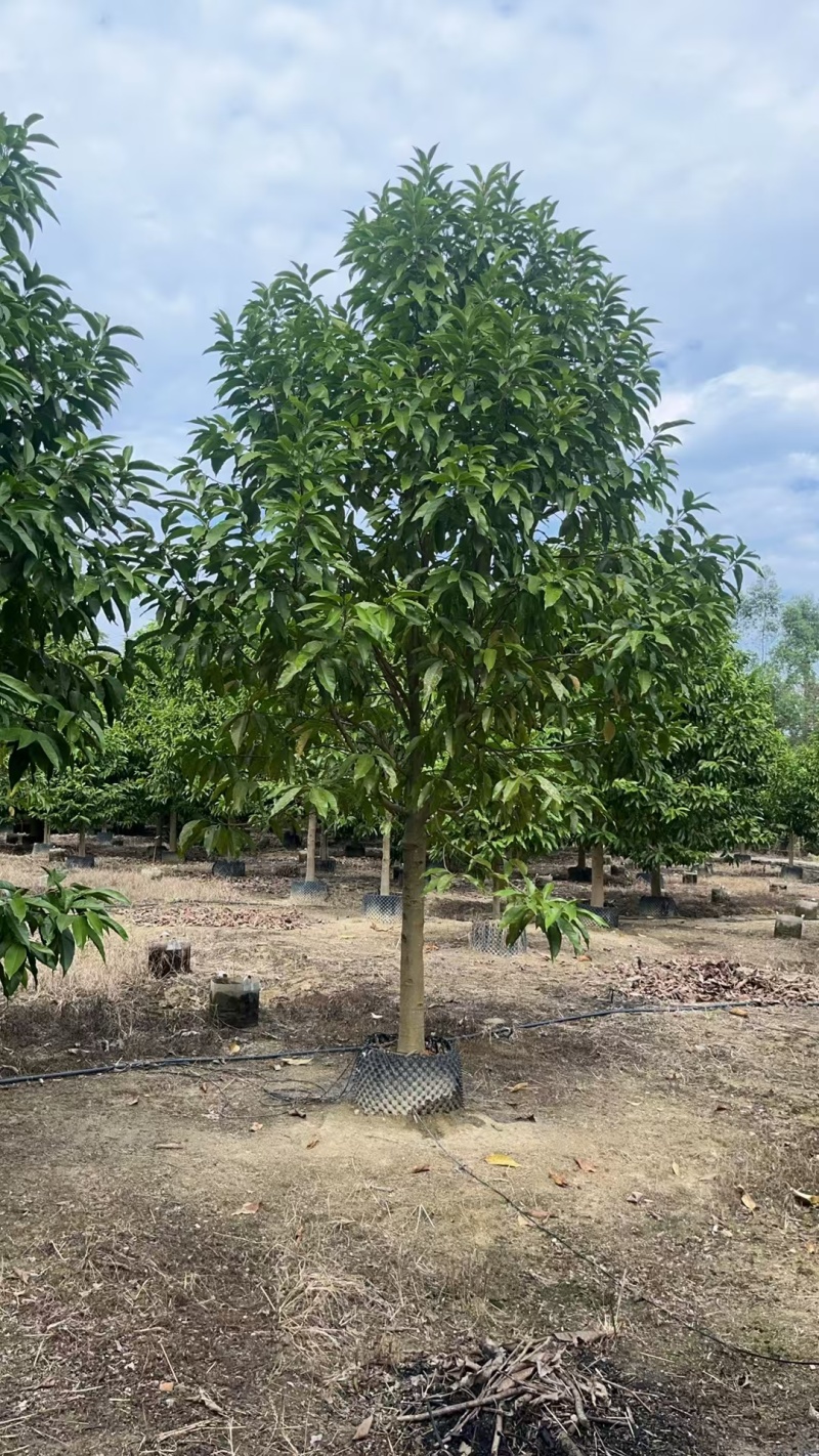 精品白玉兰基地批发货源充足量大从优诚信经营欢迎咨询