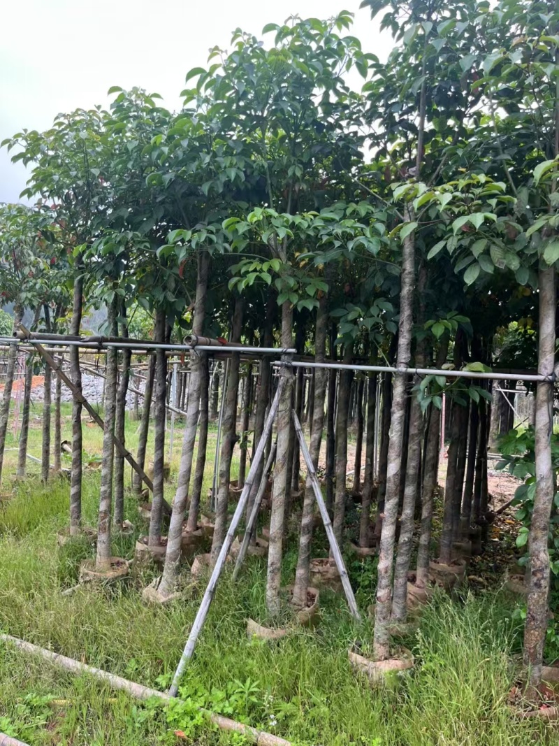 精品白玉兰基地批发货源充足量大从优诚信经营欢迎咨询
