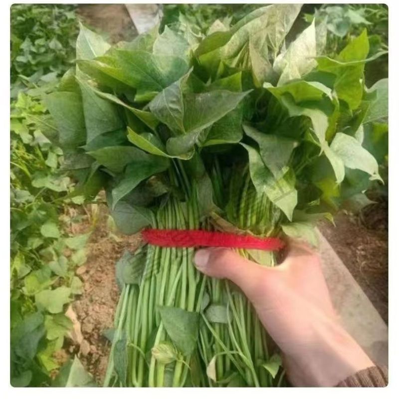 优质红薯苗洛薯13种苗成活率高大型脱毒红薯苗育苗基