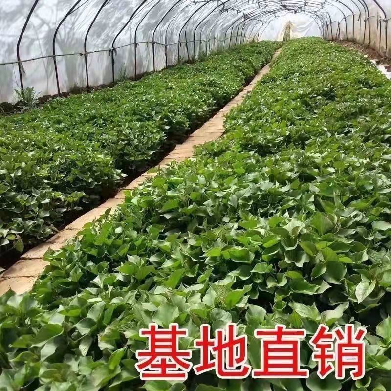 优质红薯苗洛薯13种苗成活率高大型脱毒红薯苗育苗基