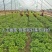 优质红薯苗洛薯13种苗成活率高大型脱毒红薯苗育苗基