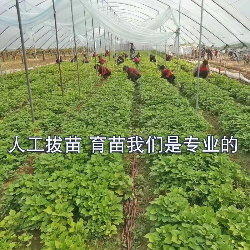 优质红薯苗洛薯13种苗成活率高大型脱毒红薯苗育苗基
