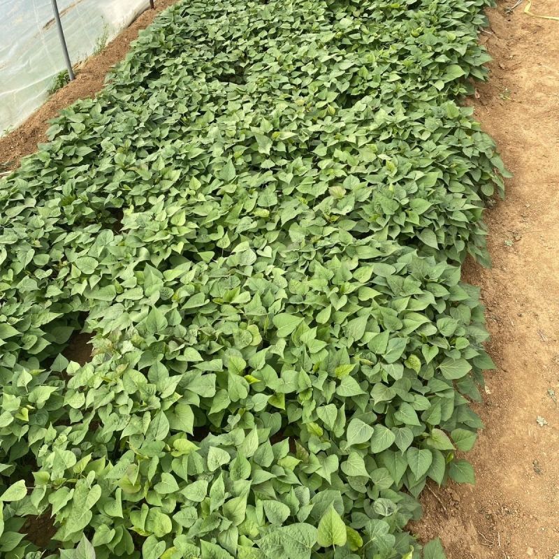 优质红薯苗洛薯13种苗成活率高大型脱毒红薯苗育苗基