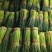 宁陵红帽无水蒜苔大量上市诚信经营质量保证