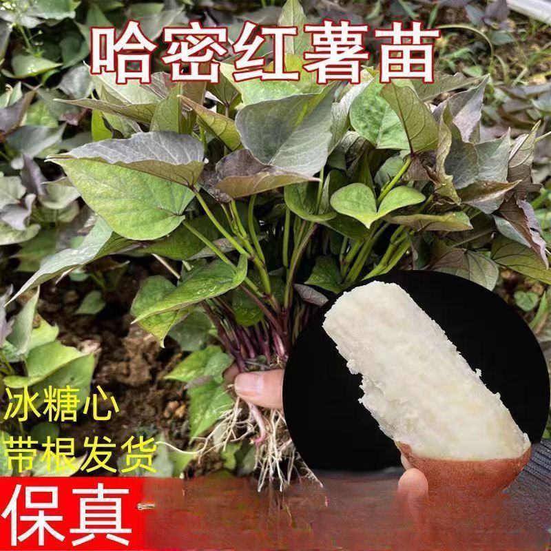 哈蜜红薯苗优质脱毒红薯苗基地大量供应成活率高