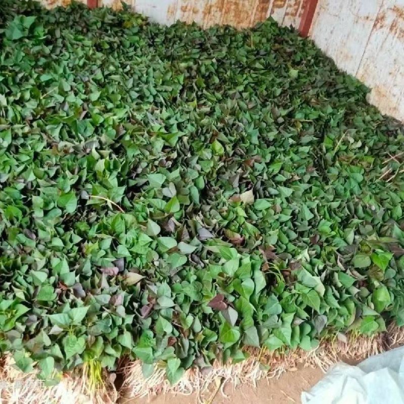 哈蜜红薯苗优质脱毒红薯苗基地大量供应成活率高