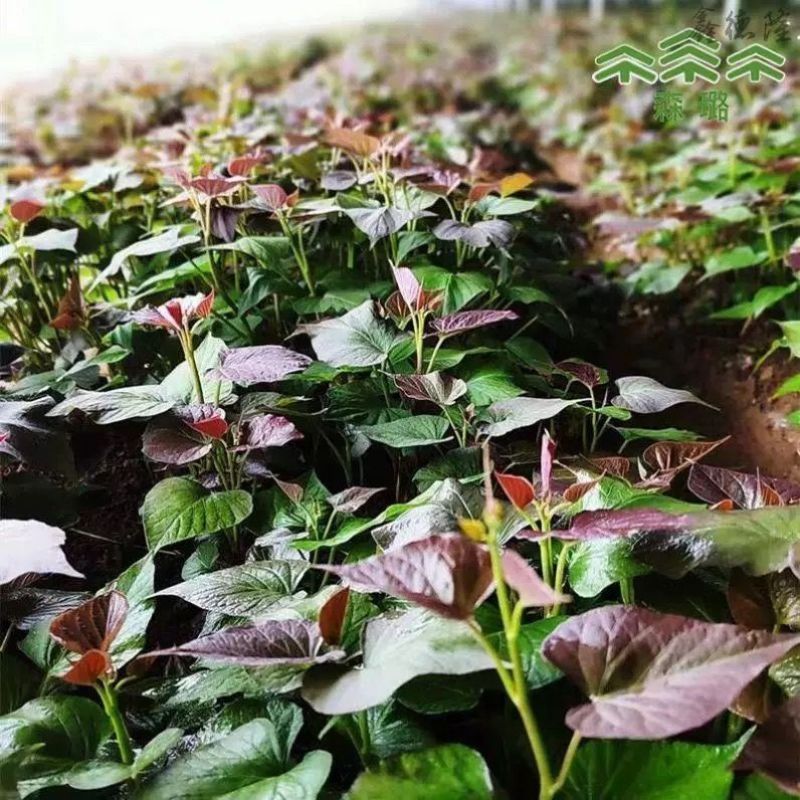 哈蜜红薯苗优质脱毒红薯苗基地大量供应成活率高