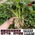 哈蜜红薯苗优质脱毒红薯苗基地大量供应成活率高