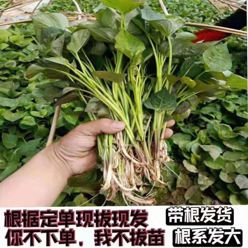 哈蜜红薯苗优质脱毒红薯苗基地大量供应成活率高