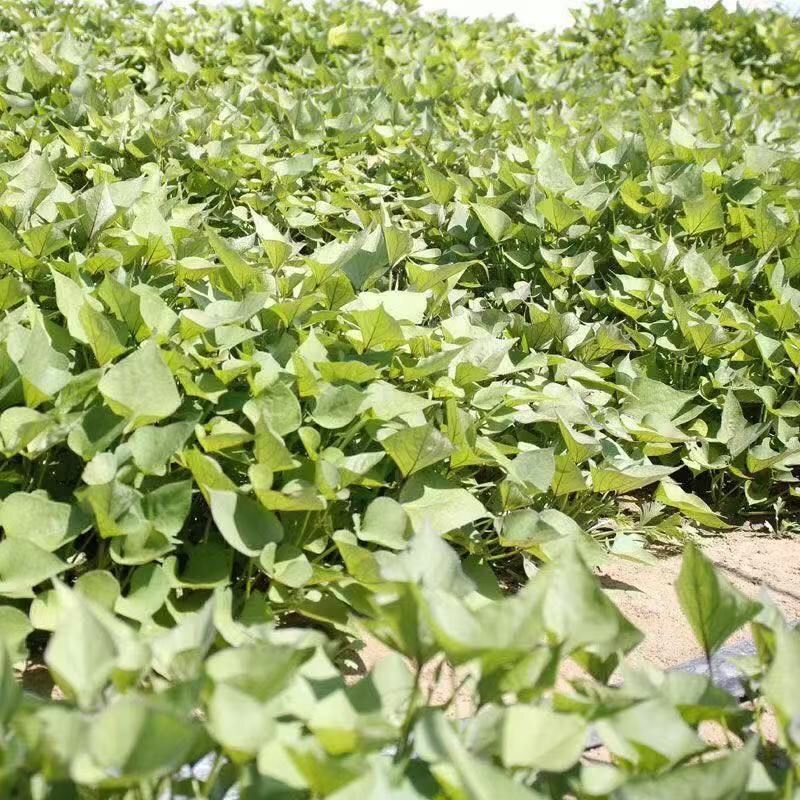 哈蜜红薯苗优质脱毒红薯苗基地大量供应成活率高