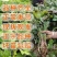 哈蜜红薯苗优质脱毒红薯苗基地大量供应成活率高