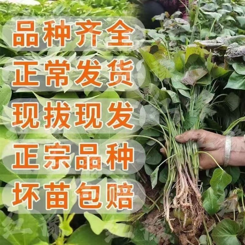 哈蜜红薯苗优质脱毒红薯苗基地大量供应成活率高