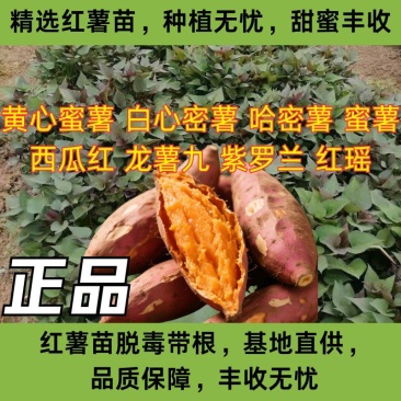 优质脱毒红薯苗各种品种红薯苗成活率高欢迎来电采购