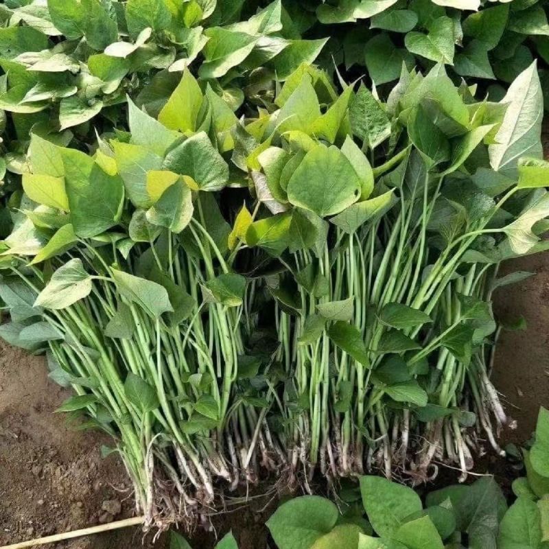 优质脱毒红薯苗各种品种红薯苗成活率高欢迎来电采购