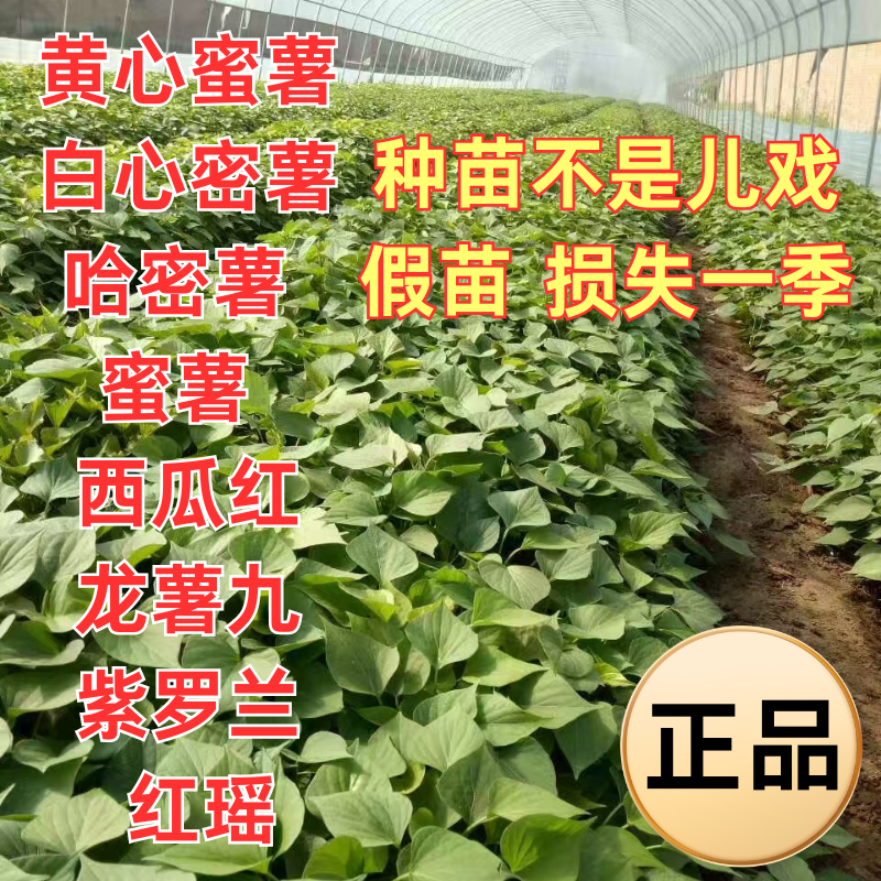 优质脱毒红薯苗各种品种红薯苗成活率高欢迎来电采购