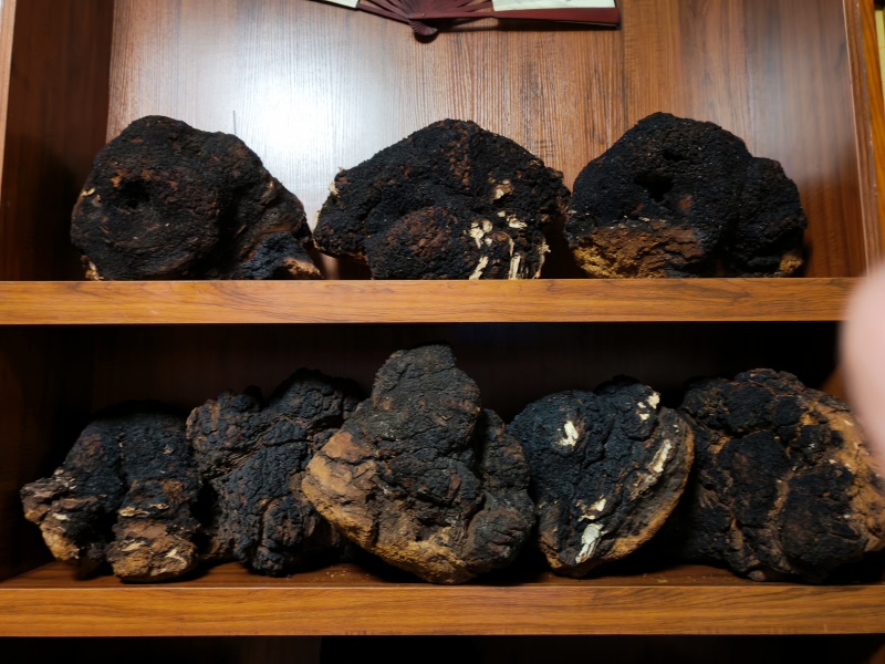 桦树茸，白桦茸，桦褐孔菌，全品类批发，质量好，全国批发