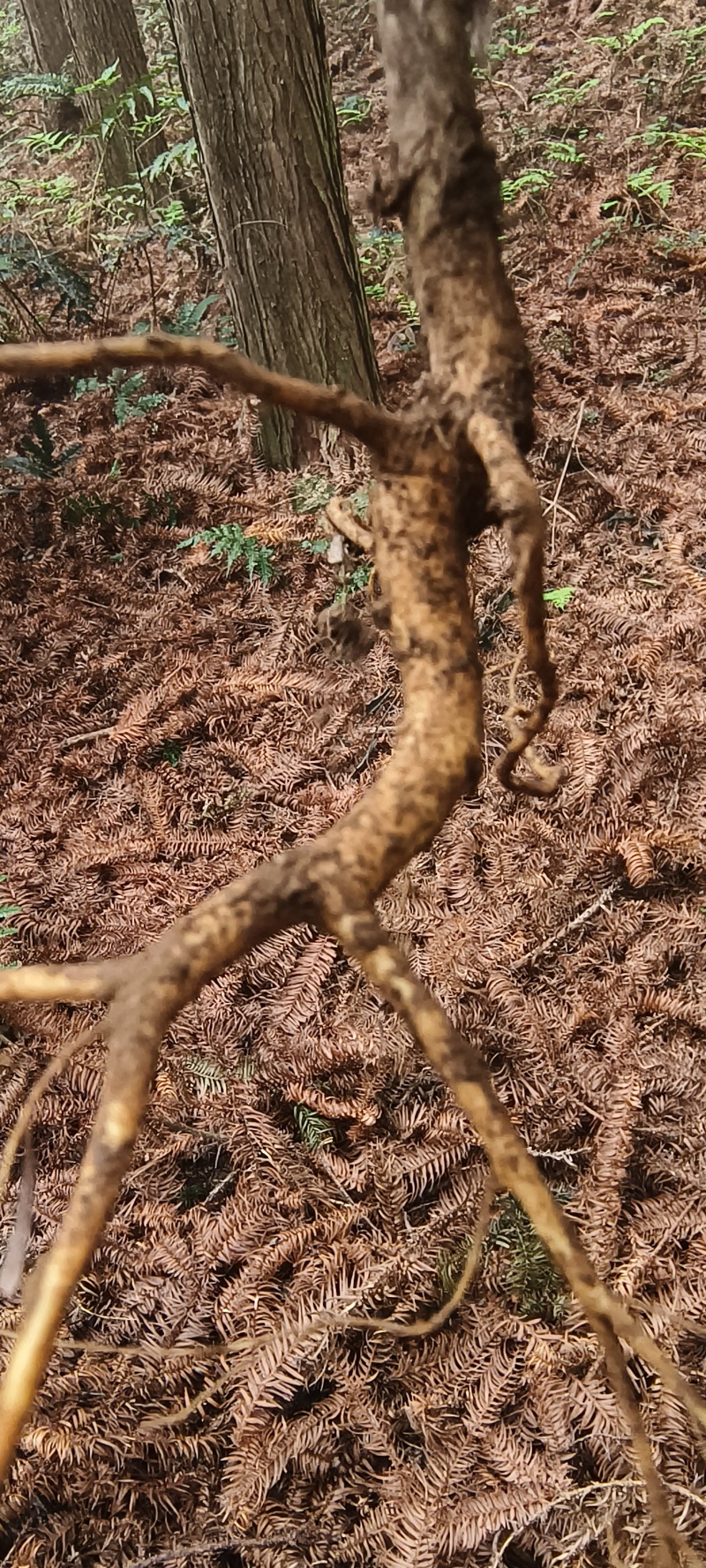 广西野生白花牛奶根牛奶根煲汤材料量大包邮