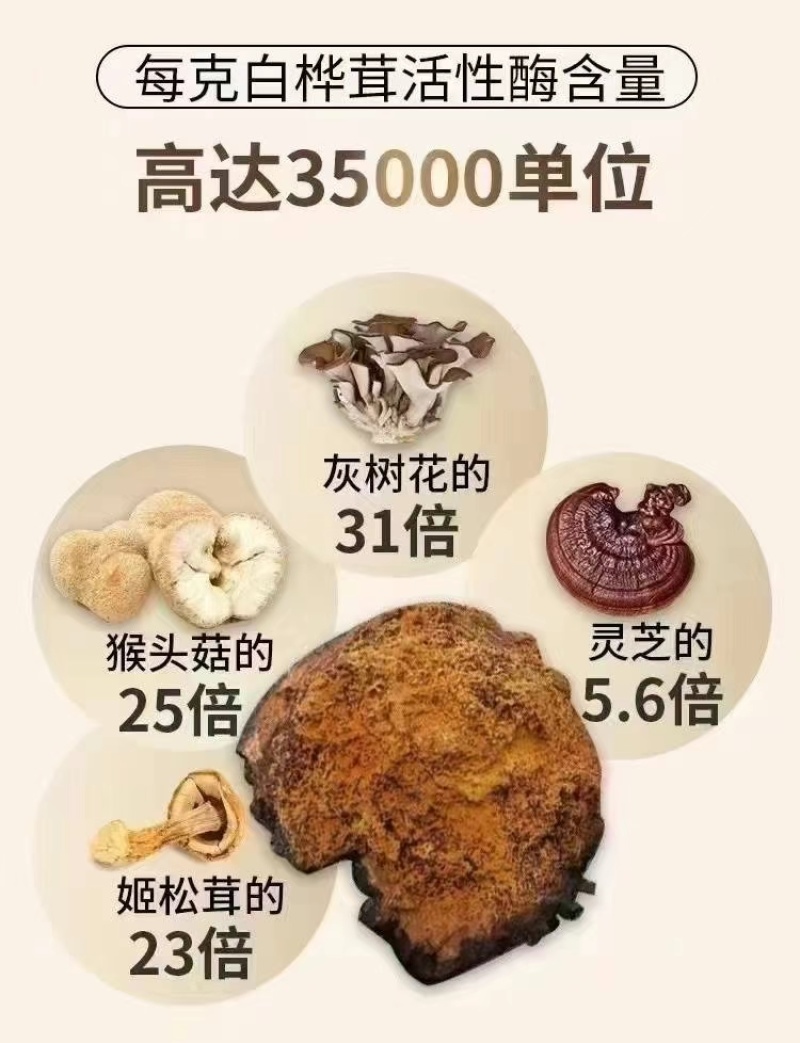 桦树茸，白桦茸，桦褐孔菌，全品类批发，质量好，全国批发