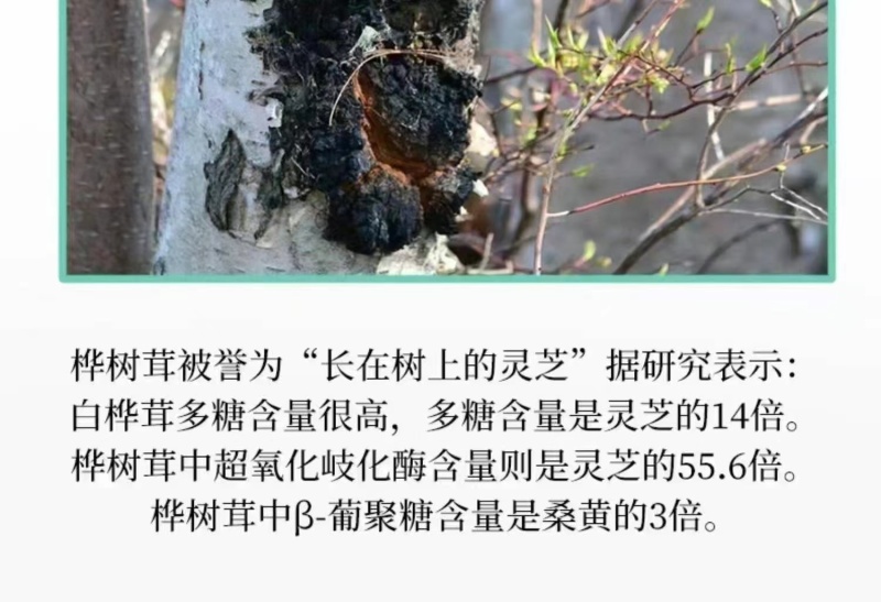 桦树茸，白桦茸，桦褐孔菌，全品类批发，质量好，全国批发