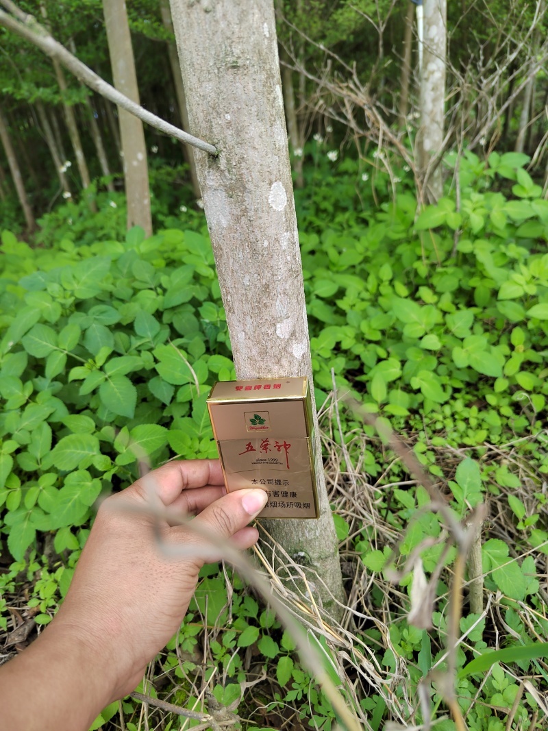精品榄仁