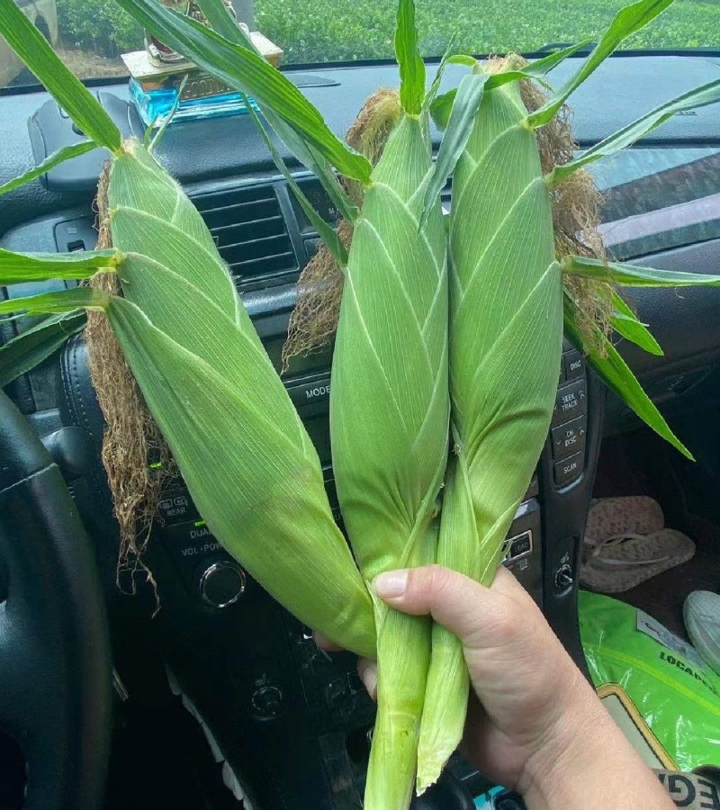 云南万亩太阳花！双色水果玉米大量供应一手货源