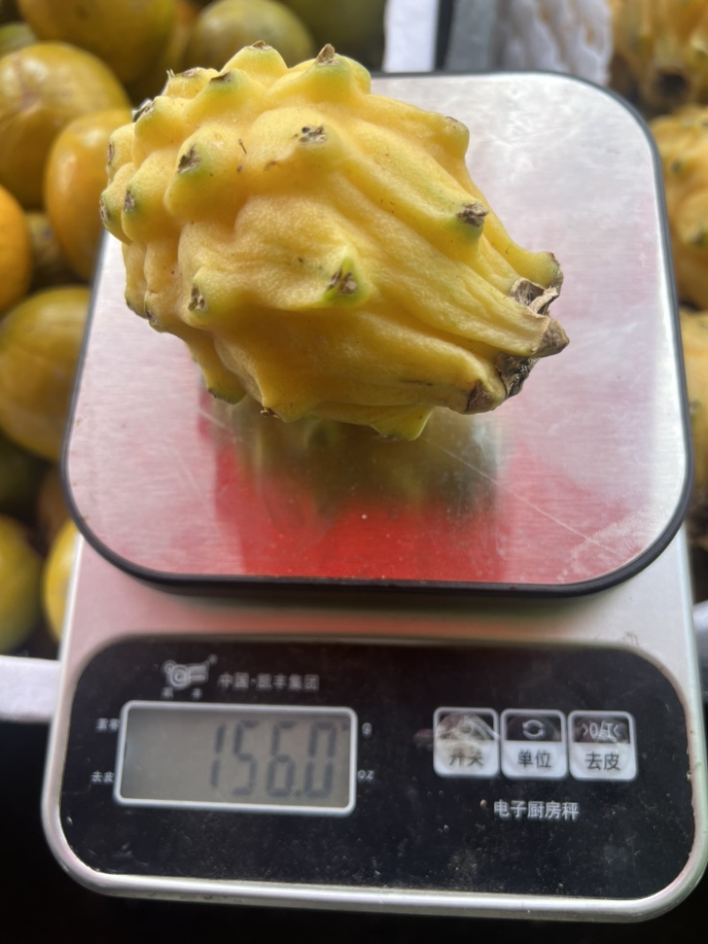 燕窝果麒麟果云南西双版纳傣族自治州勐海县现货批发对接全国