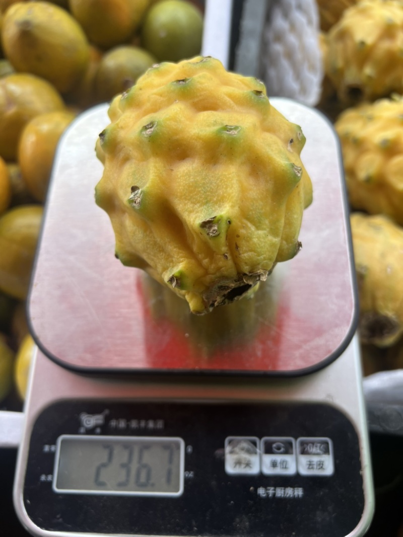 燕窝果麒麟果云南西双版纳傣族自治州勐海县现货批发对接全国