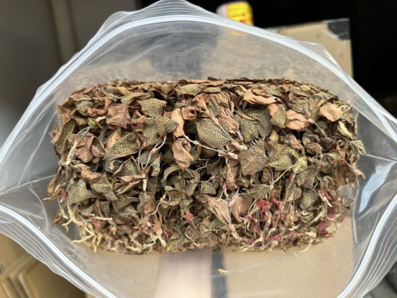 【一件代发】场地直供大量批发金线莲干货，有量有价！