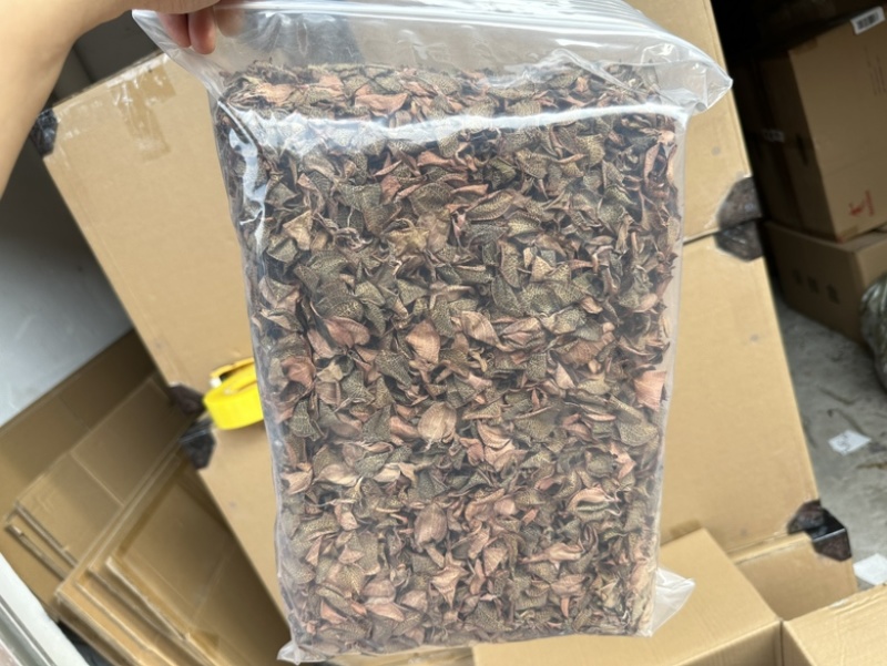 【一件代发】场地直供大量批发金线莲干货，有量有价！