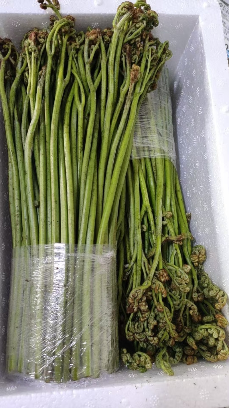 蕨菜