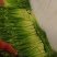精品蒜苔白帽小把