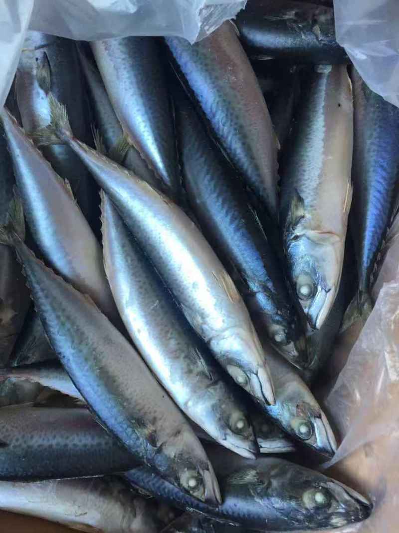 鲐鲅鱼青占鱼鲭鱼海捕船冻单冻加工品质保证罐头厂量大优惠