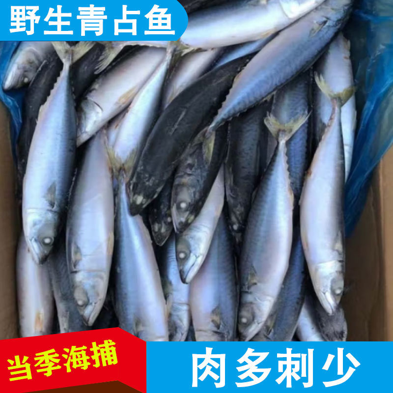 鲐鲅鱼青占鱼鲭鱼海捕船冻单冻加工品质保证罐头厂量大优惠