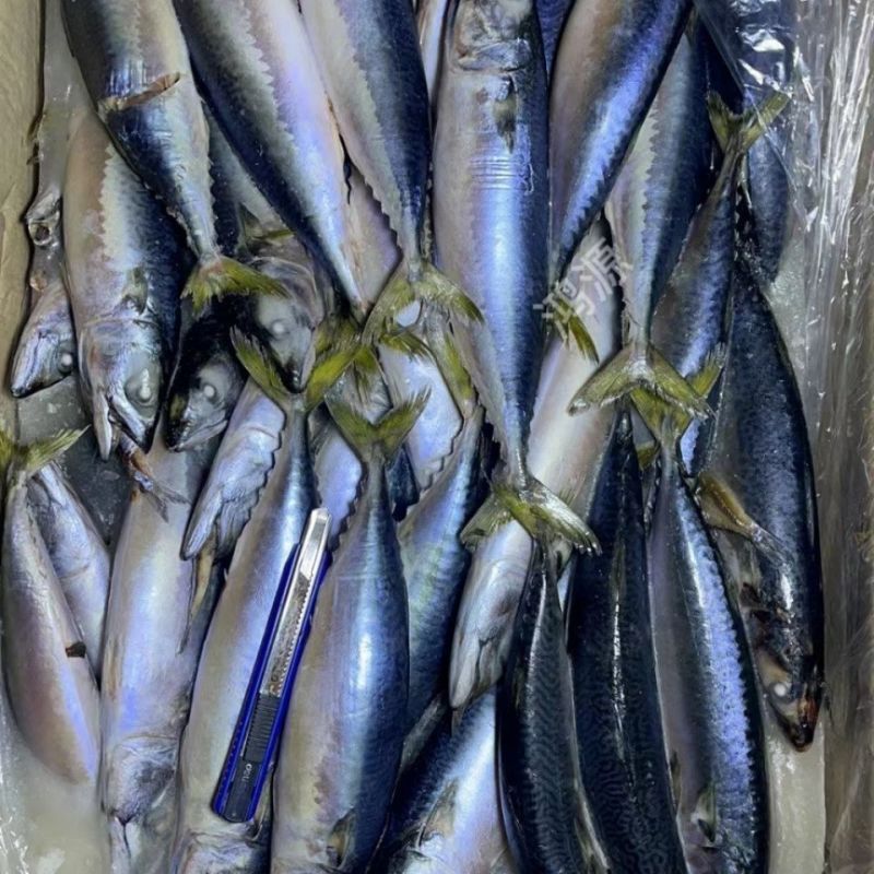 鲐鲅鱼青占鱼鲭鱼海捕船冻单冻加工品质保证罐头厂量大优惠